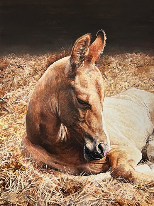 "Just Eight Hours Old" by Laara Cassells, accepted work in the WAOW 55th National Exhibition, Homeland