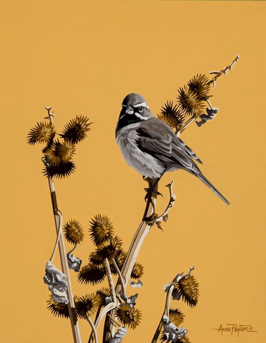 "Burrs" by Anne Peyton, accepted work in the WAOW 55th National Exhibition, Homeland