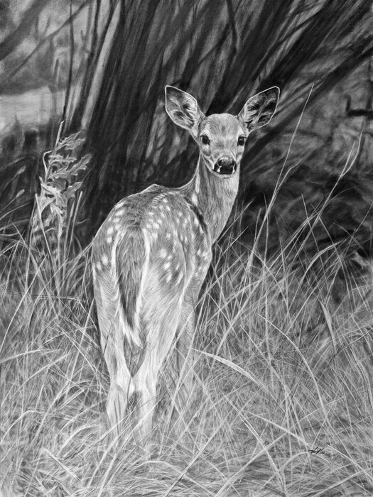 "The Fawn" by Amber Scally, Best of Associates, accepted work in the WAOW 55th National Exhibition, Homeland