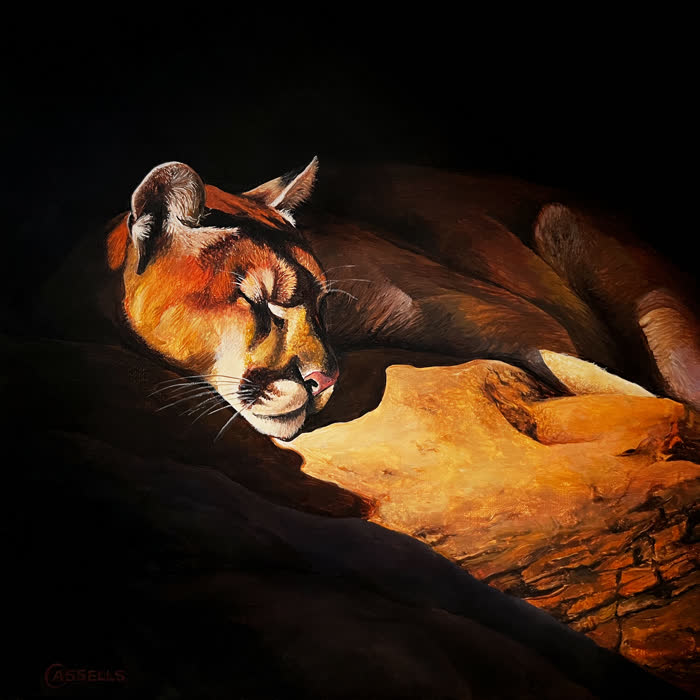 Cat Nap - Cougar by Laara Cassells, Acrylic, accepted work in the WAOW 56th National Exhibition, Limitless