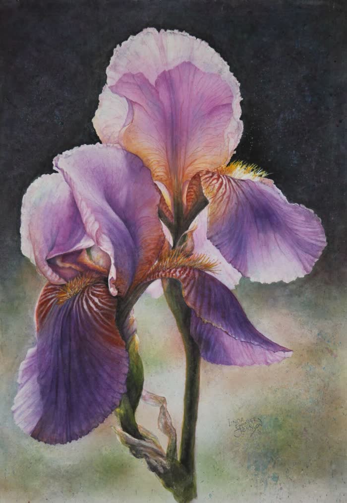 Dad's Iris by Linda Johnson, Gouache, accepted work in the WAOW 56th National Exhibition, Limitless