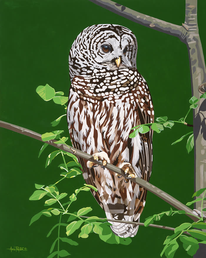 Interloper by Anne Peyton, Acrylic, accepted work in the WAOW 56th National Exhibition, Limitless