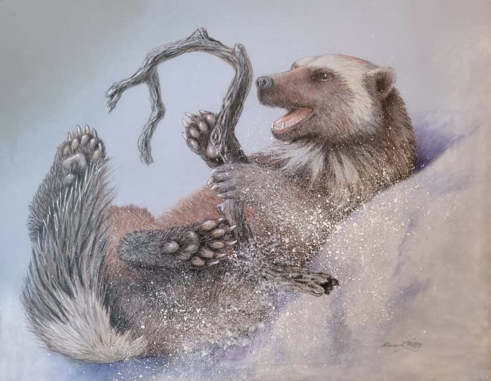 Anything's a Toy Wolverine by Laurie Riley, Colored pencil, accepted work in the WAOW 56th National Exhibition, Limitless