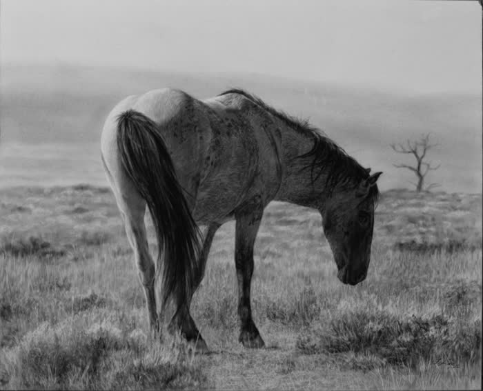 Solitary Bliss by Amber Scally, Charcoal, accepted work in the WAOW 56th National Exhibition, Limitless